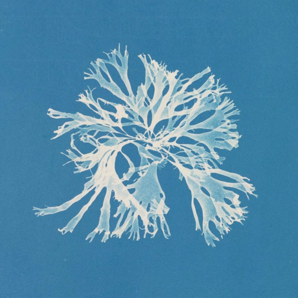 Anna Atkins Libro
