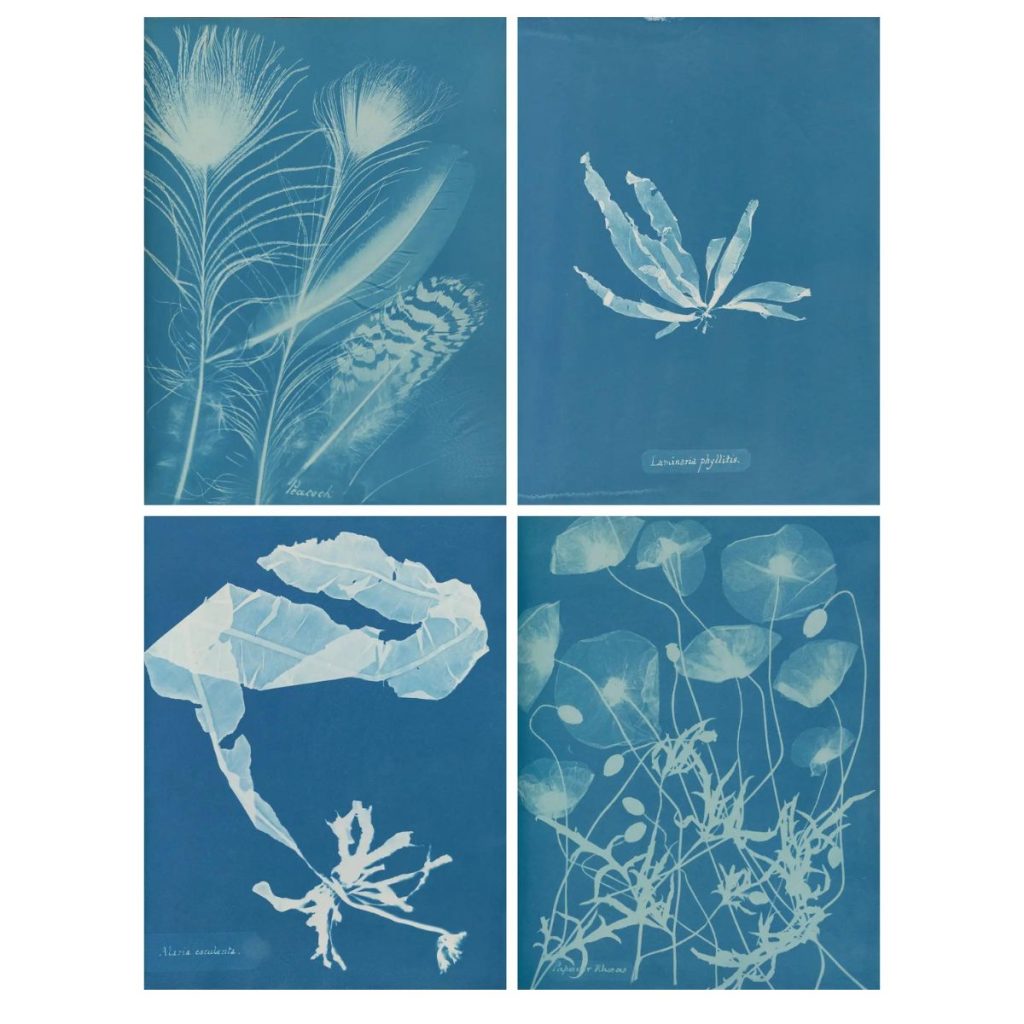 Anna Atkins Cianotipia